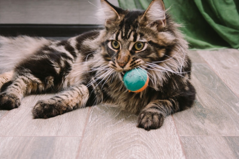 maine coon cat with toy in his mouth