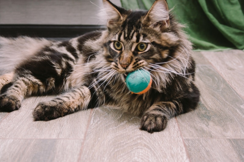 7 DIY Fun Fleece Toys for Cats To Make At Home Today - Catster