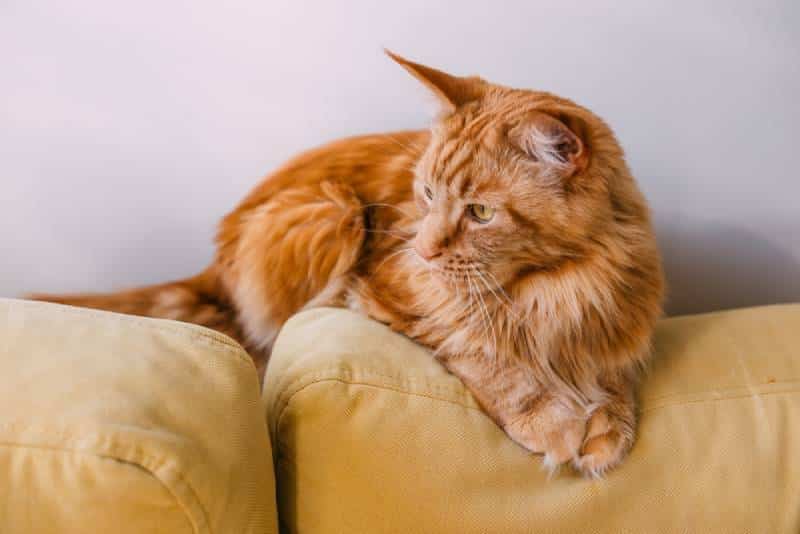 maine coon lying on the couch