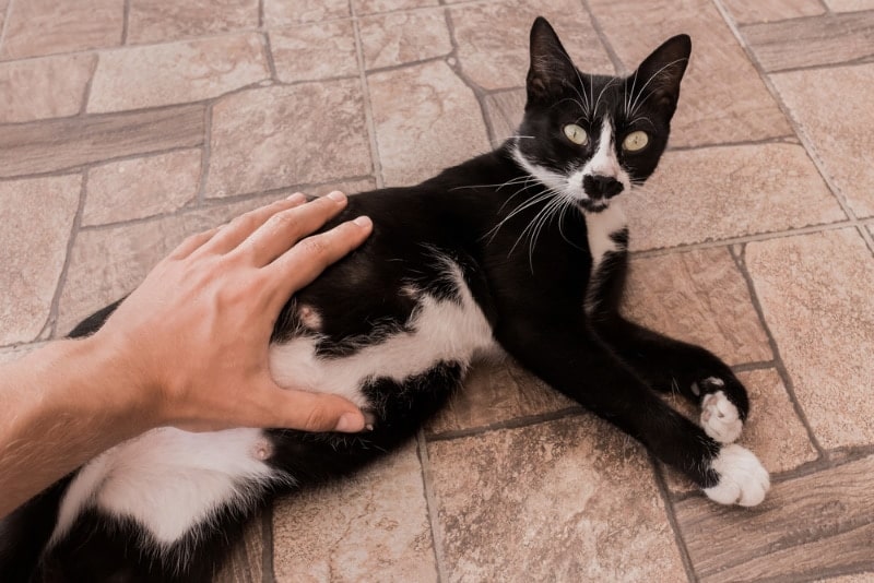 male hand touching the pregnant cat's belly