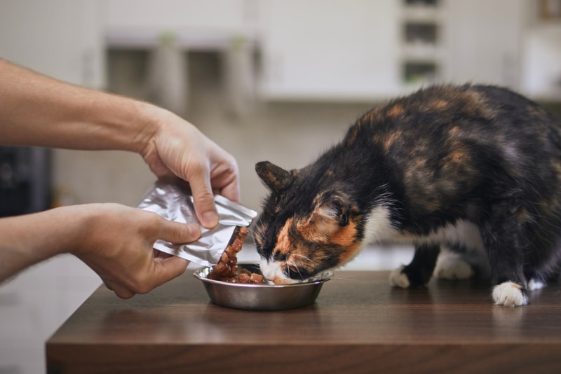 man feeding his hungry cat at home