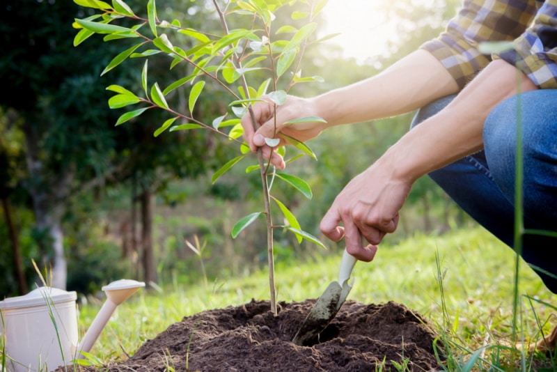 man planting tree