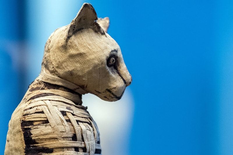 old egyptian mummy cat close up detail