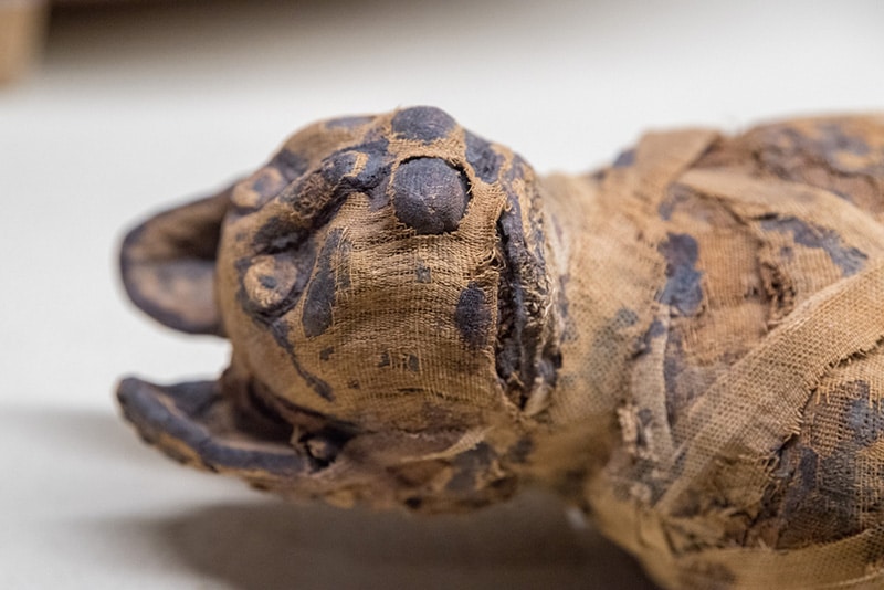 old egyptian mummy cat close up detail