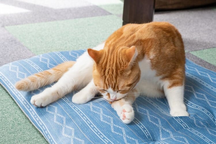 orange cat grooming itself on bed
