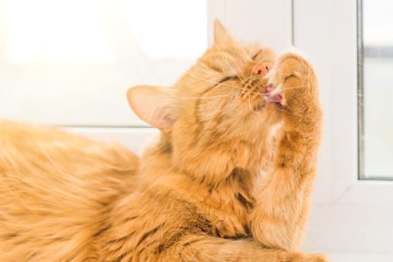 orange cat licking its paw