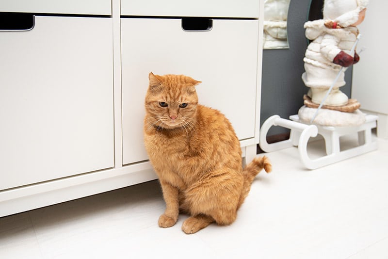 orange cat with missing front leg