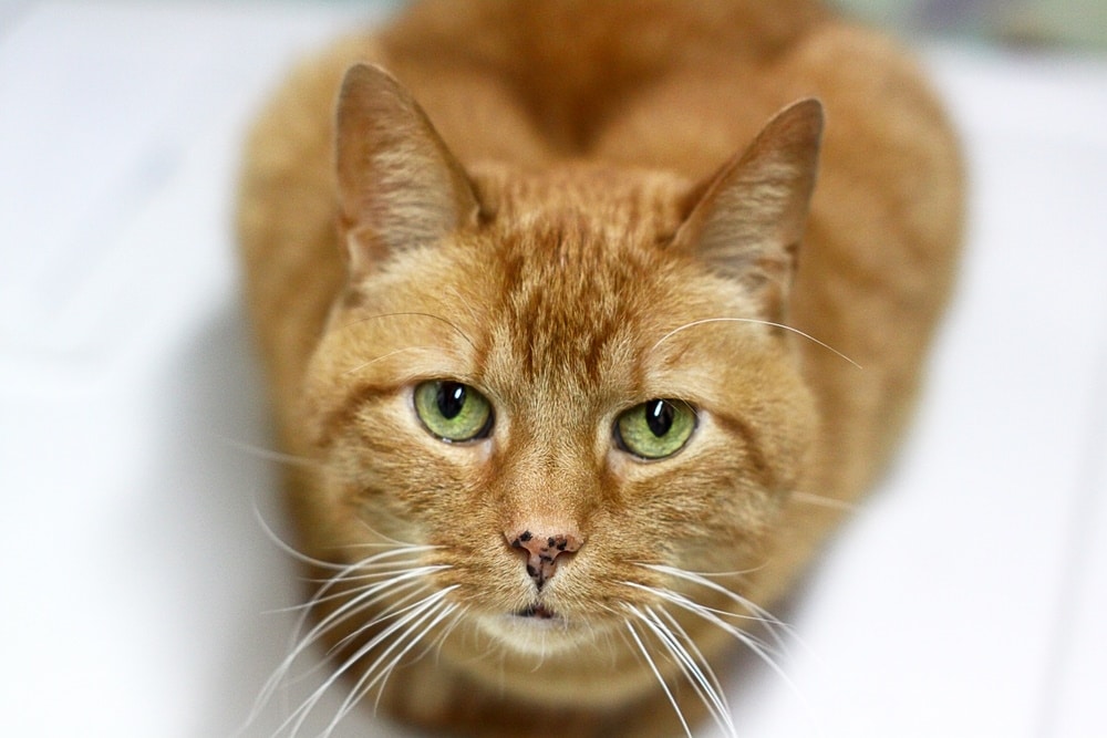 orange cat with spotted nose