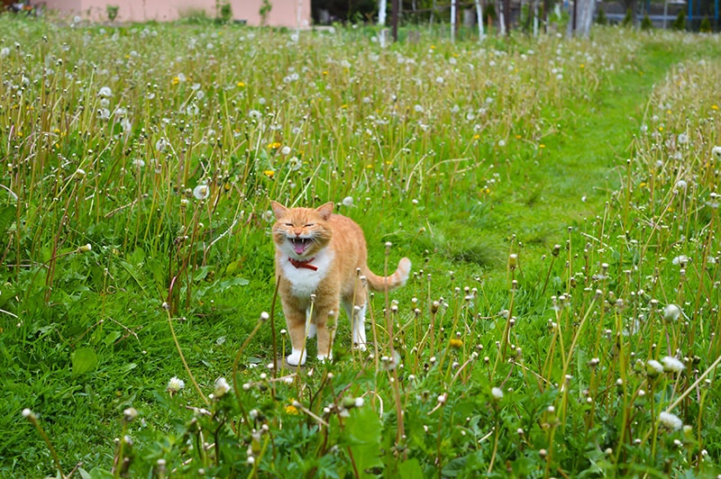 orange cat yowling outdoor