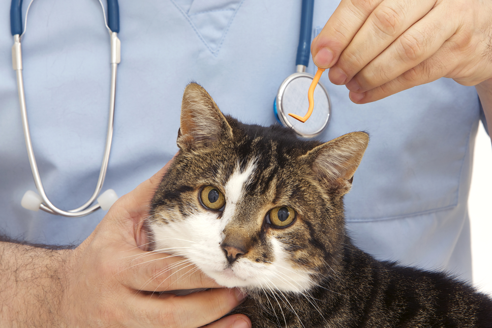 orange pliers to remove tick from the fur of the cat