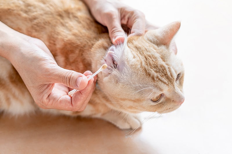 person cleaning cat's ear using cotton