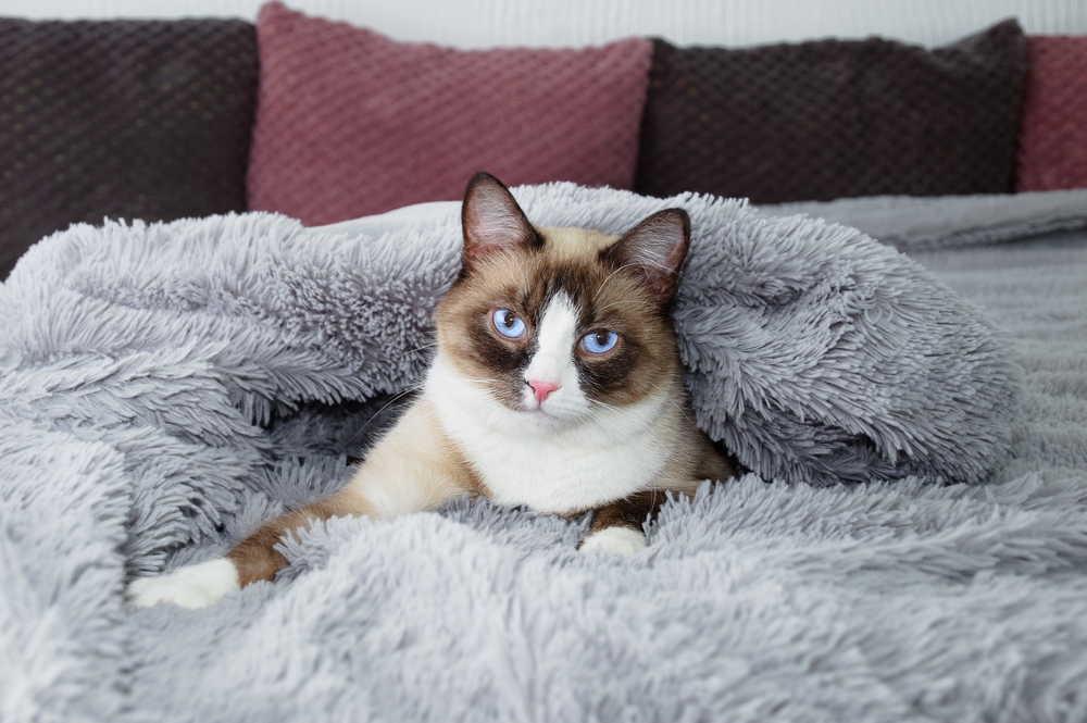 purebred snowshoe cat lies on a bed cover with a fur blanket