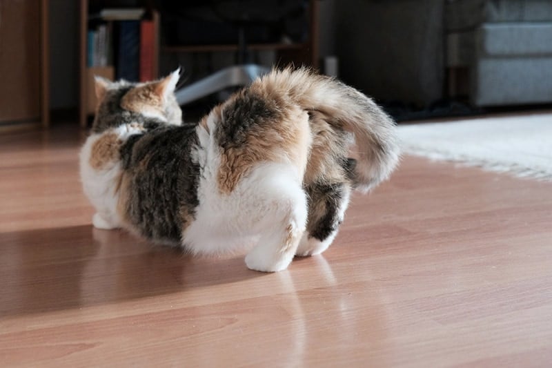 rear back of exotic shorthair cat in heat