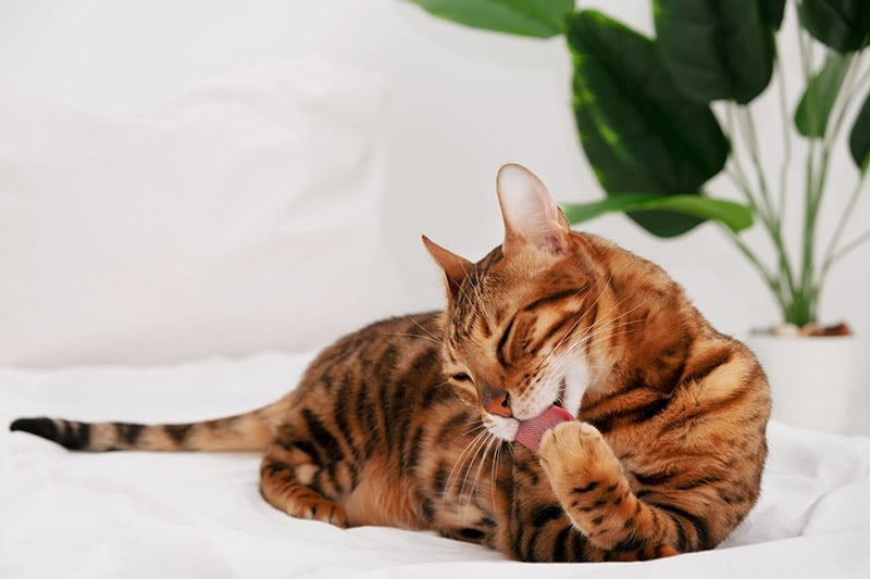 rosette bengal cat licking its paws