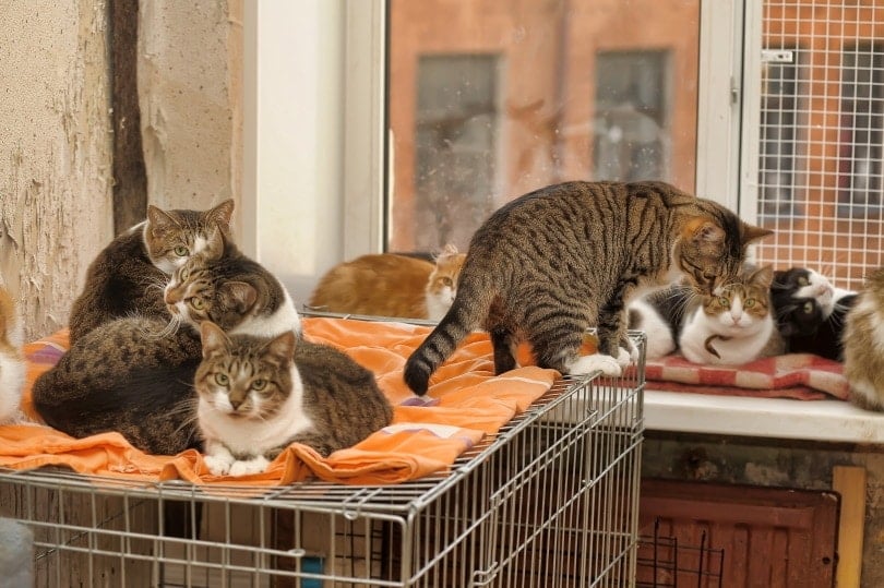 several cats in a shelter