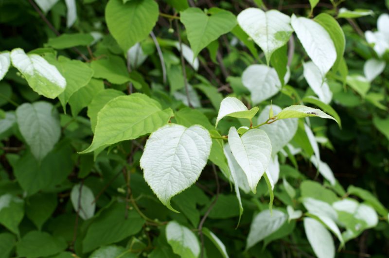 silvervine leaves