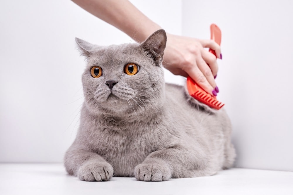 The girl combs the hair of a british shorthair cat