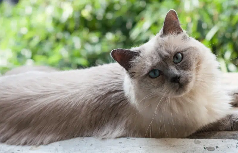 siamese ragdoll mixed breed cat