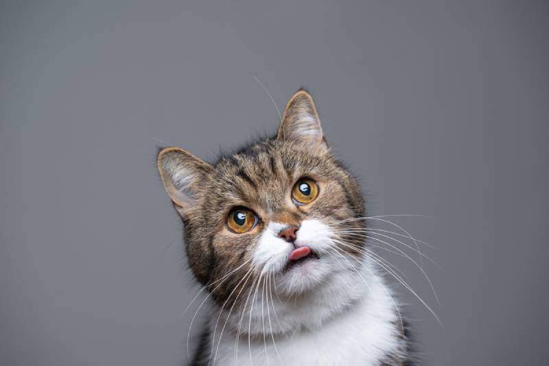 silly photo of a cat sticking its tongue out