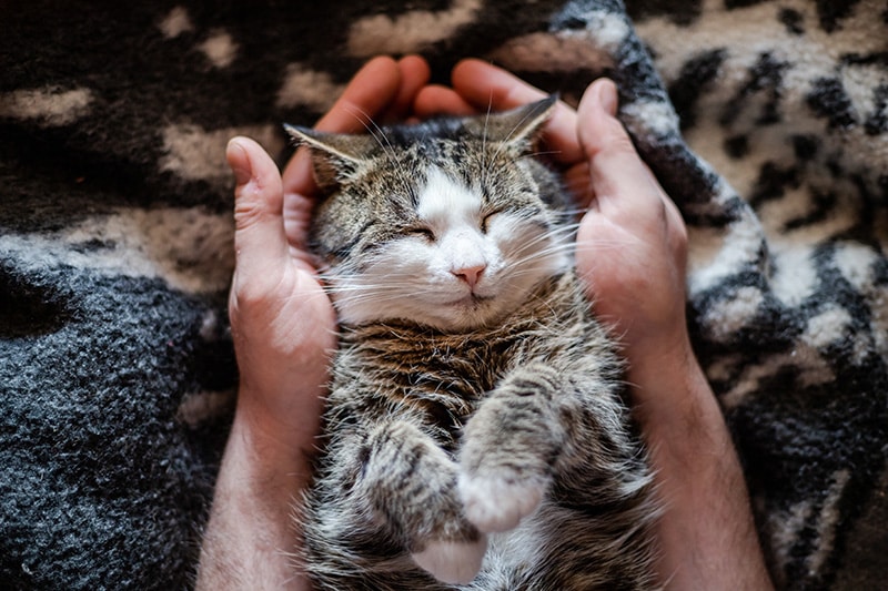 Spoiled cat smiling while sleeping between a man's hands