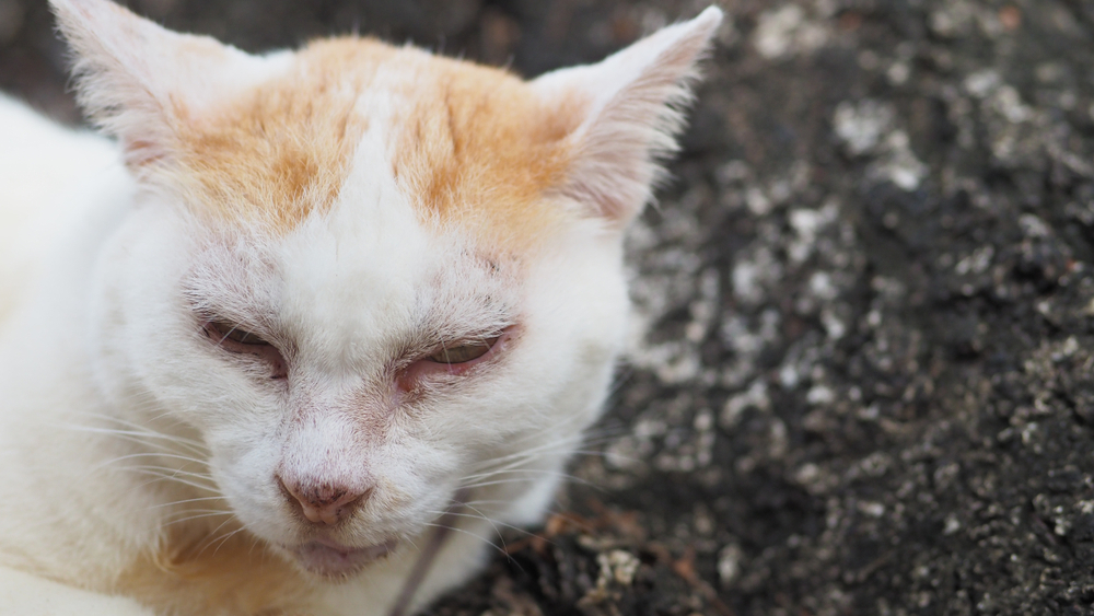 stray white and orange cat has light pink lining around eyes lying in the park