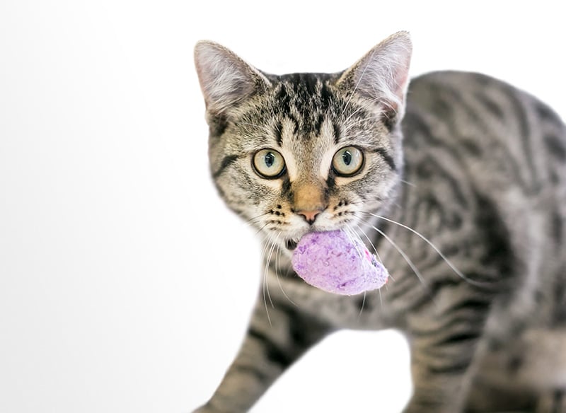 tabby cat carrying a toy in its mouth