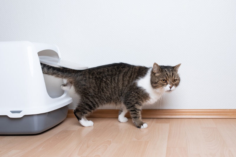 tabby cat leaving the litter box