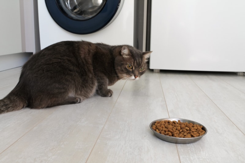 tabby cat refusing to eat the dry food