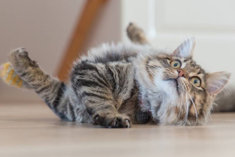 tabby cat rolling on its back signaling to play