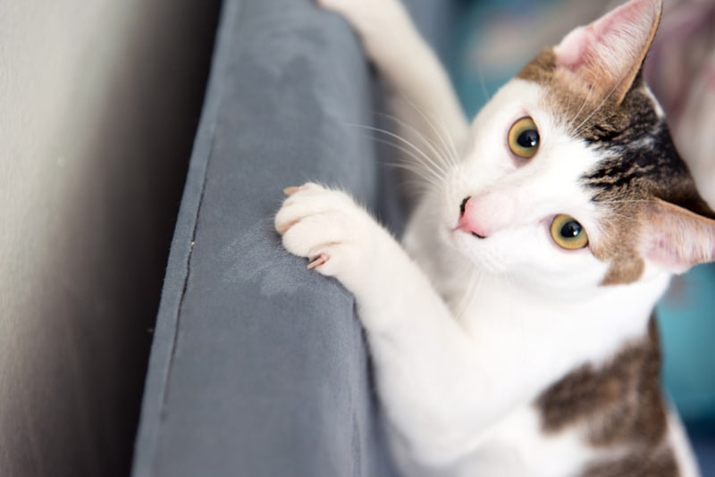 tabby cat scratching the furniture