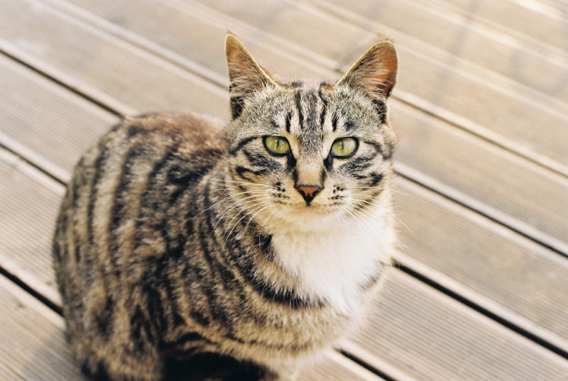 tabby cat sitting on the balcony