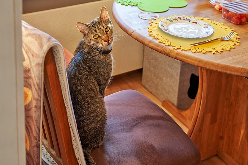 tabby cat sitting on the dining chair