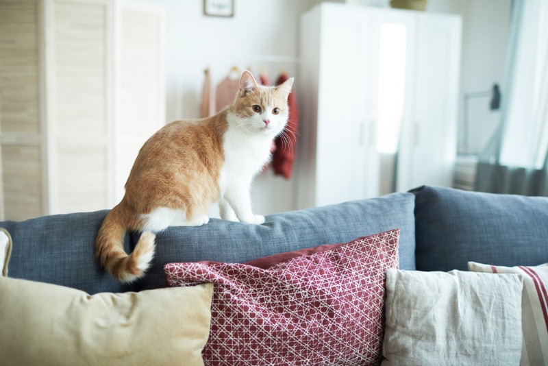 tabby cat sitting on the sofa