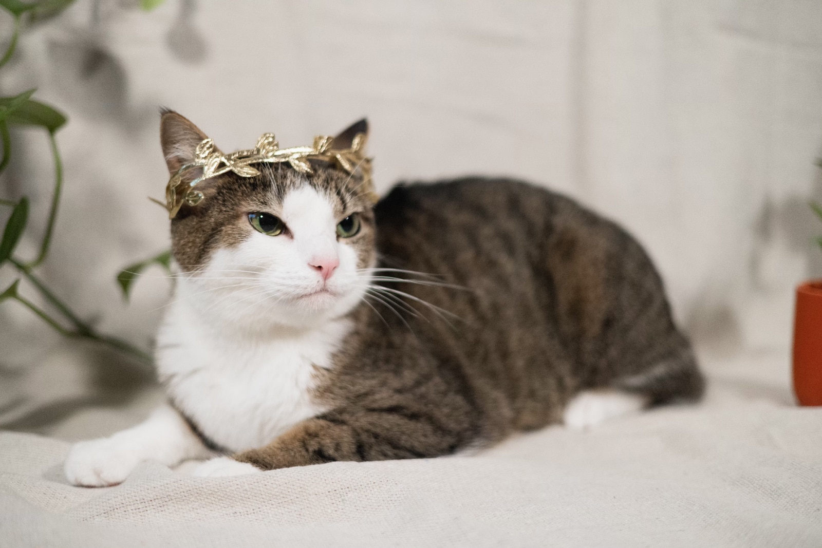tabby cat wearing a crown