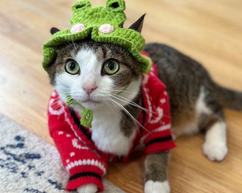 tabby cat wearing sweater and hat