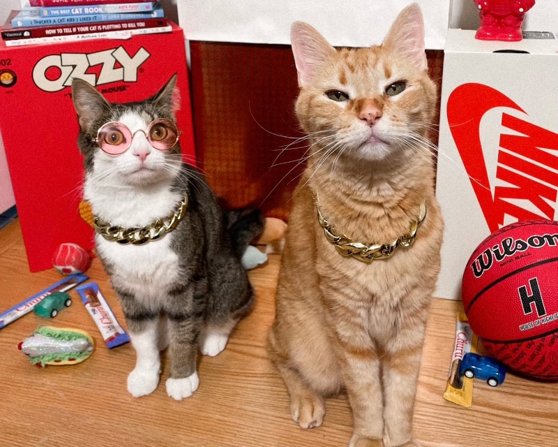 tabby cats sitting on the desk with toys