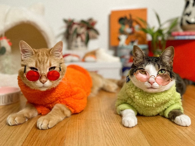 tabby cats wearing sweaters and sunglasses