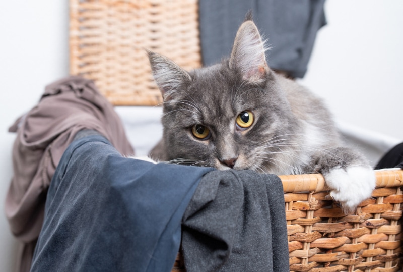 tabby maine coon cat inside an open laundry basket
