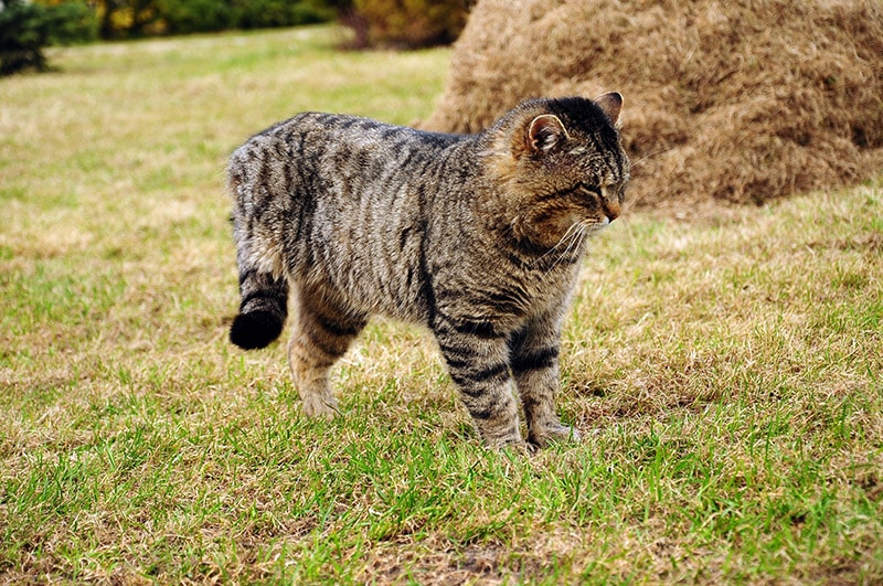 three legged cat in the yard