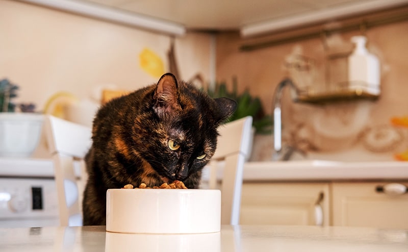 tortoiseshell cat eating on the dining table