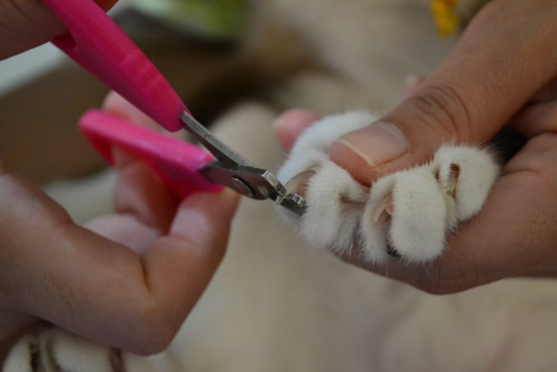 trimming cat's nails