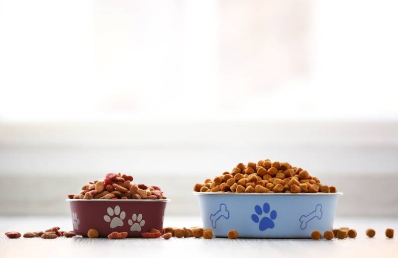 two feeding bowls with dry food