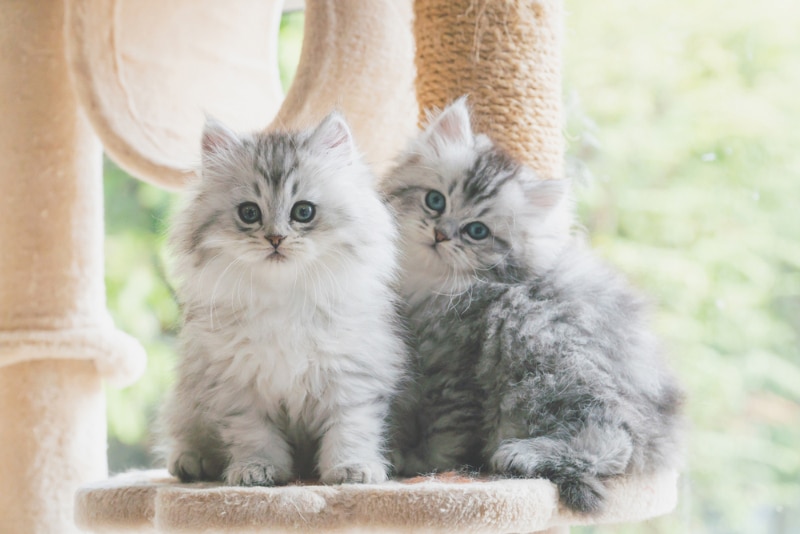 two persian kittens on cat tree