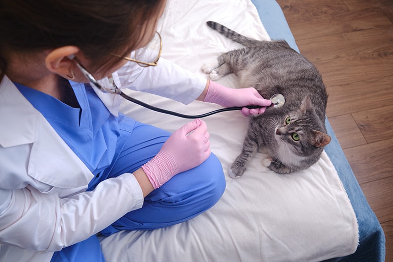 vet checking a cat at home