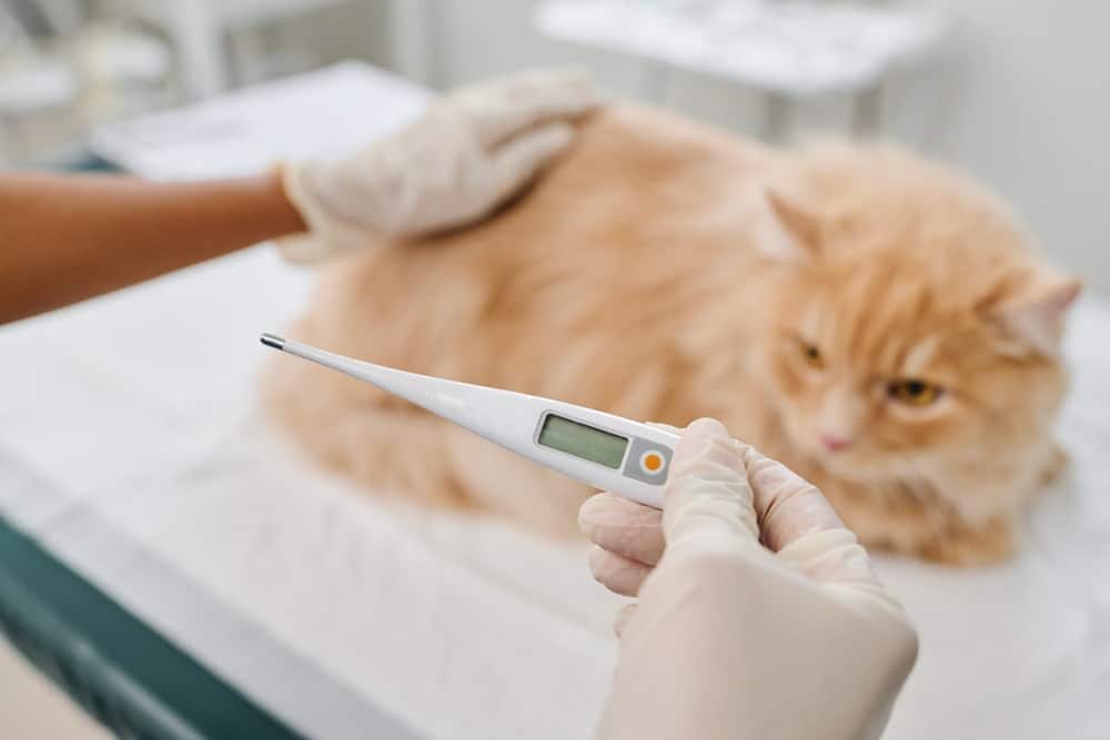 vet checking cat body temperature