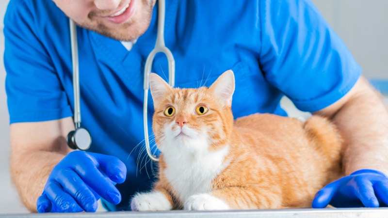 vet checking the tabby cat in vet clinic