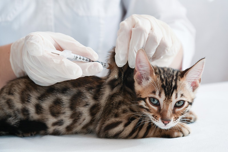 vet injecting a cat at the clinic
