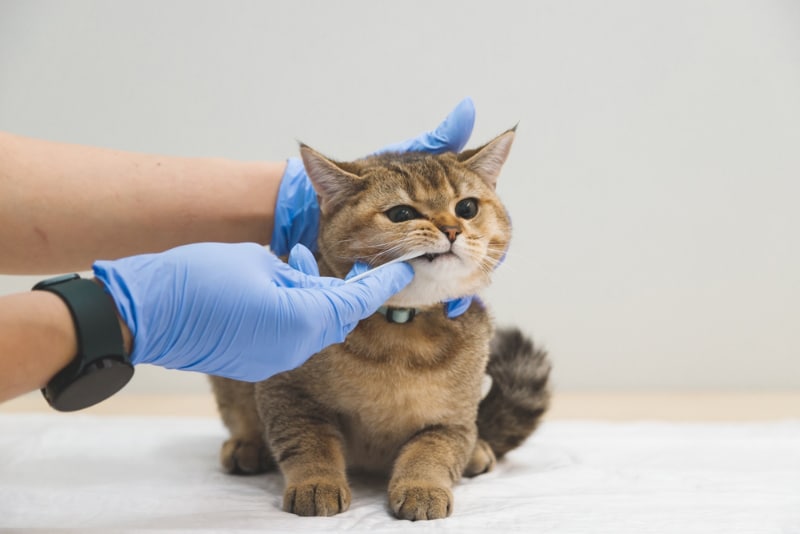 vet taking swab from the cat's mouth