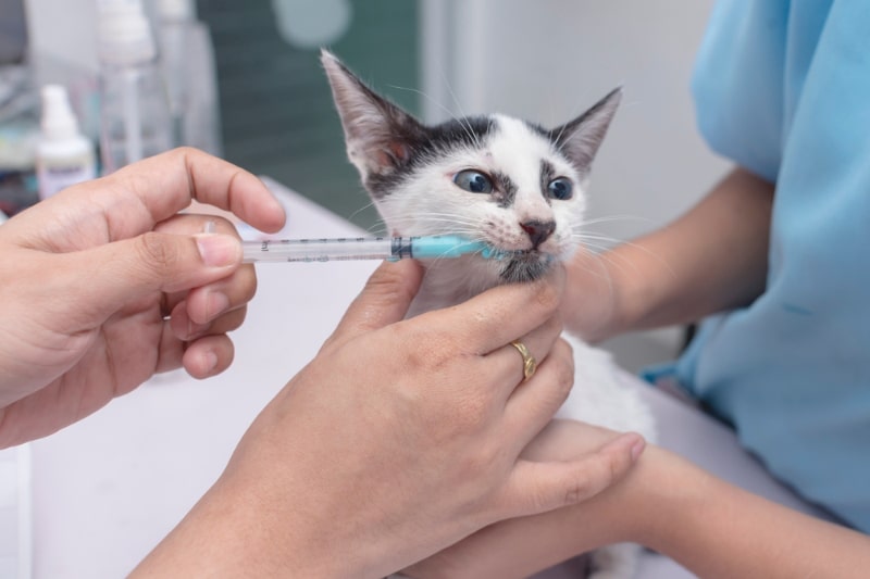 veterinarian uses an oral syringe to administer a medicine to a kitten