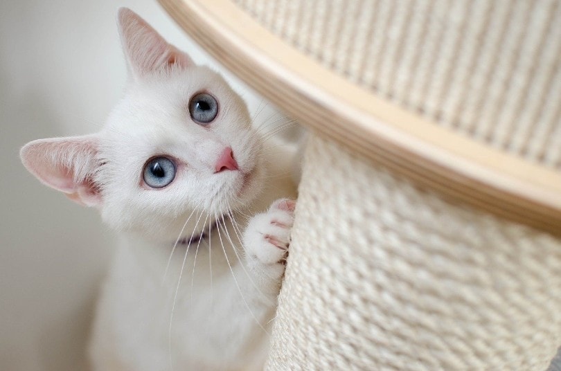 white cat playing on a scratching post